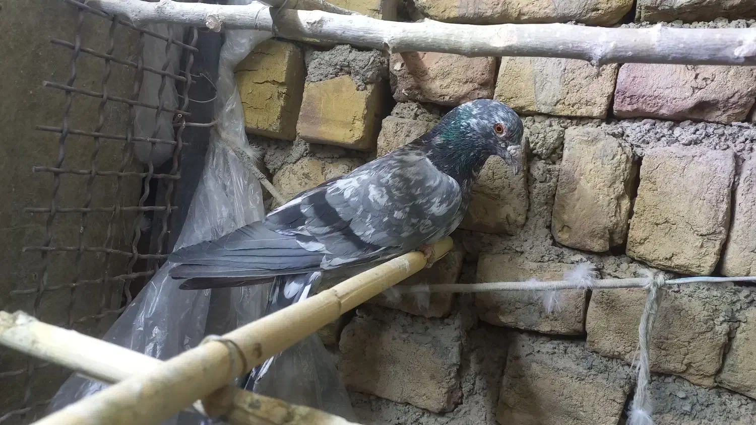 فروش پرنده|پرنده|محمدیه-قزوین, |دیوار