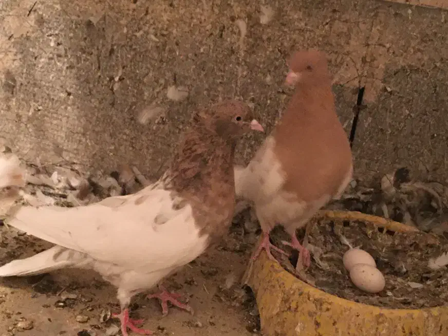 سر زرد -کله زرد|پرنده|کرمان, |دیوار