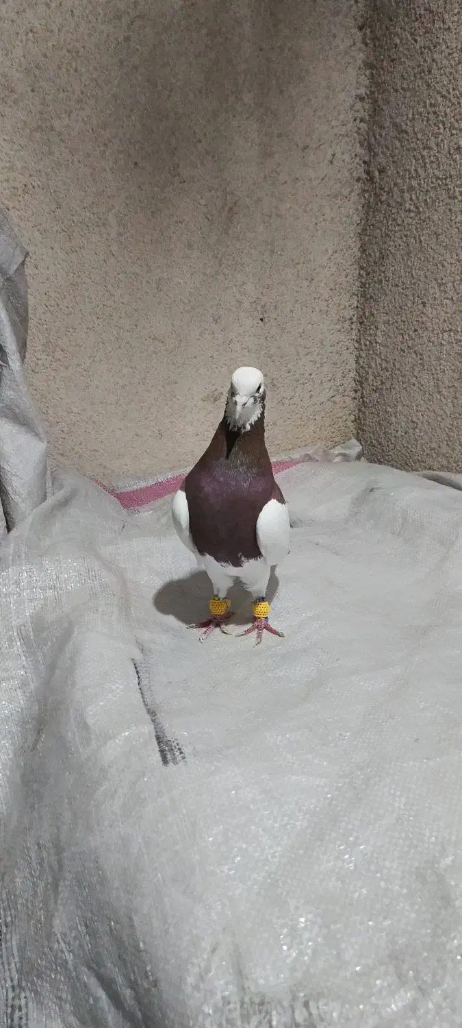 کفتر طوق سرخ|پرنده|شیراز, کوشک میدان|دیوار