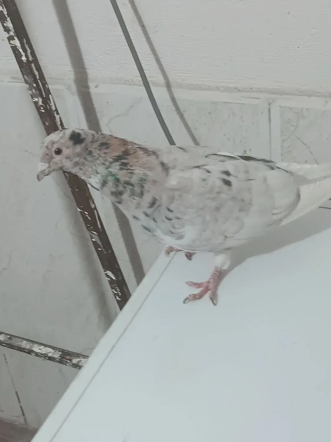 کبوتر کله سرونج پرشی|پرنده|نیشابور, هفده شهریور|دیوار