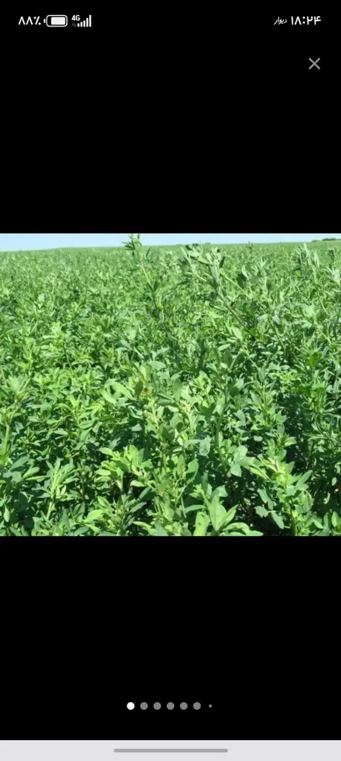 کاه یونجه درجه یک، در سپیدان|خدمات باغبانی و درختکاری|همایجان, |دیوار