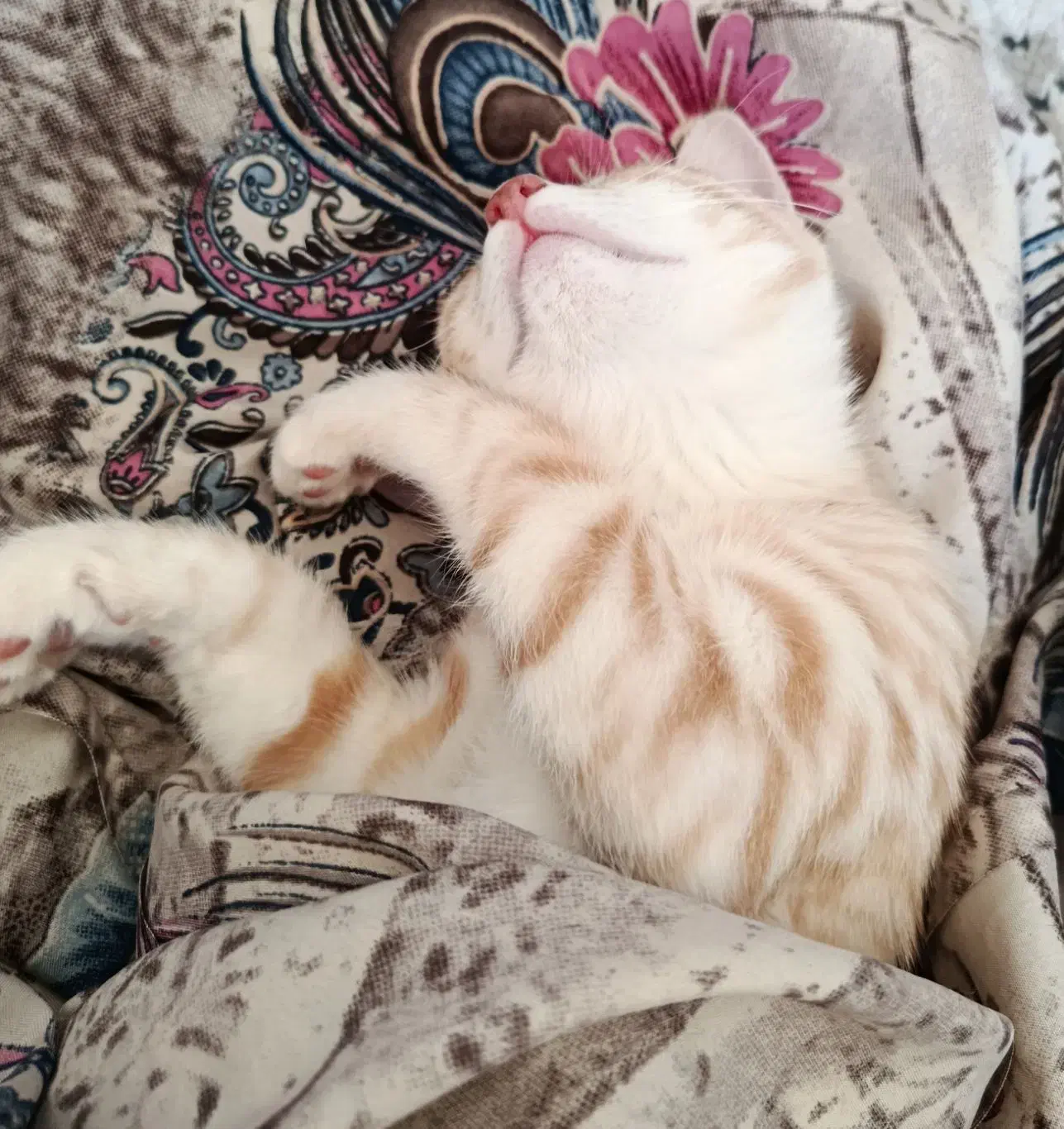 گربه|گربه|اردبیل, |دیوار