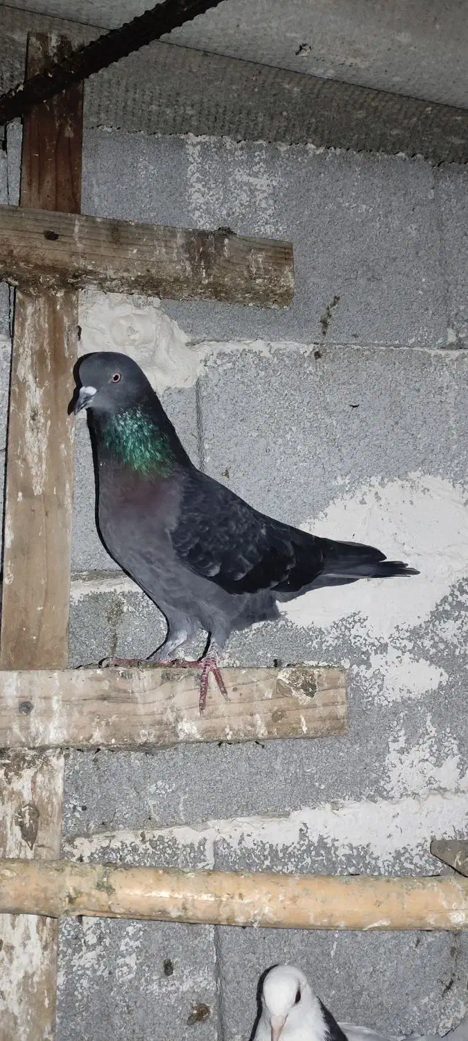 کبوتر پرشی همه چی تموم|پرنده|پارس‌آباد, |دیوار
