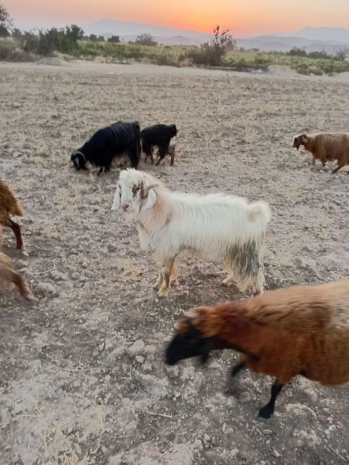 3راس چپش نر|حیوانات مزرعه|کنگاور, |دیوار