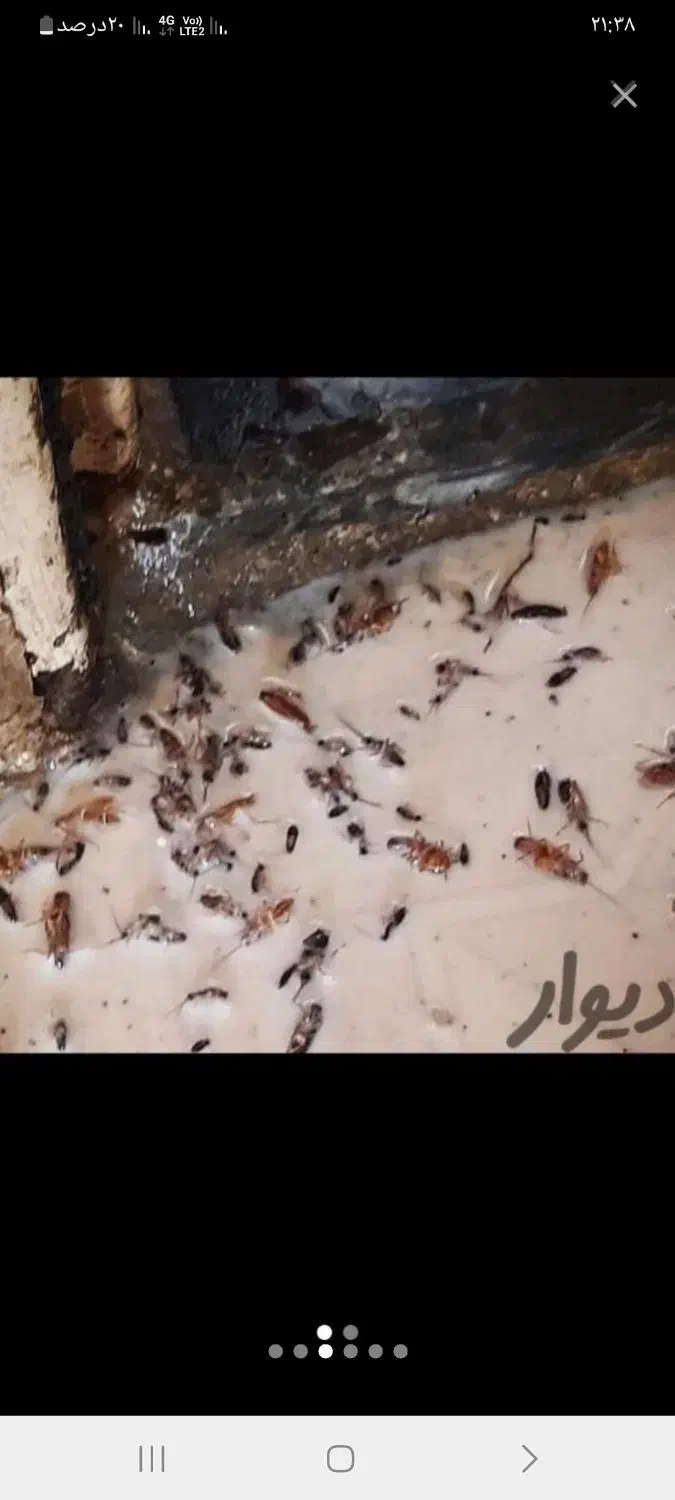 سمپاشی سوسک وساس سم پاشی کک وکنه و انواع حشرات|خدمات نظافت|مشهد, موسوی قوچانی|دیوار