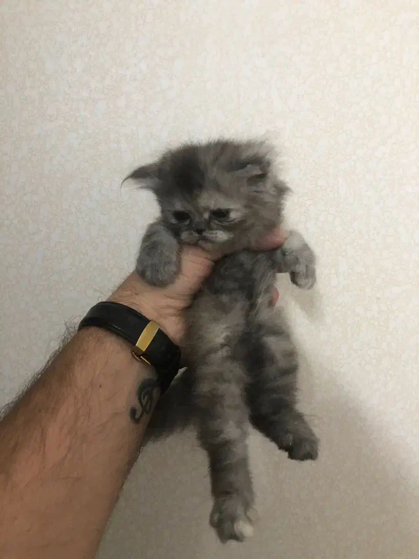 پرشین و اسکاتیش میکس|گربه|مشهد, مشکینی (شهرک غرب)|دیوار