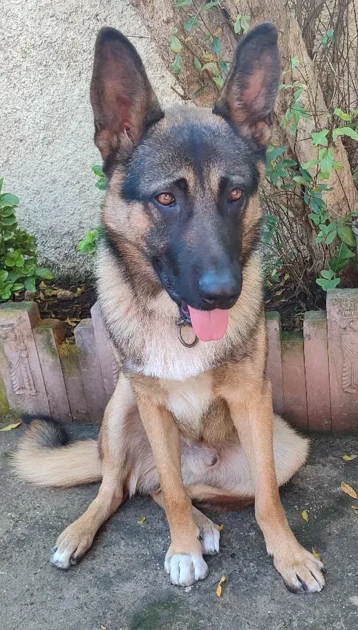 ژرمن|سگ|نشتارود, |دیوار