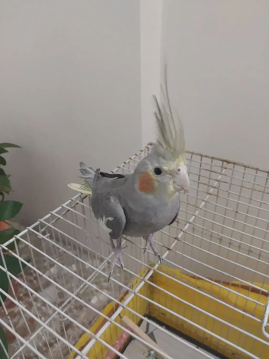 عروس هلندی|پرنده|مشهد, توس (بلوار توس)|دیوار