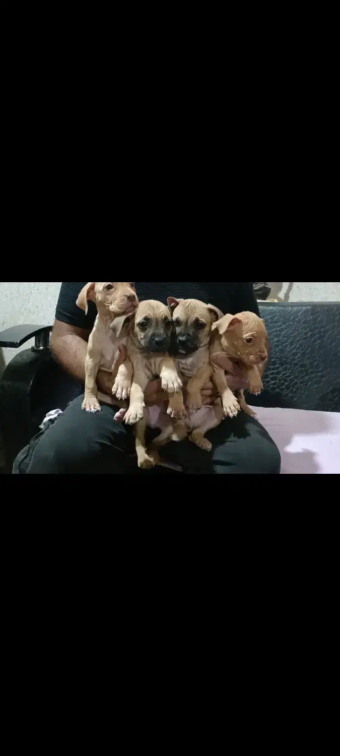 توله پیت بول رد نویز و بلک نویز|سگ|تهران, خانیآباد|دیوار