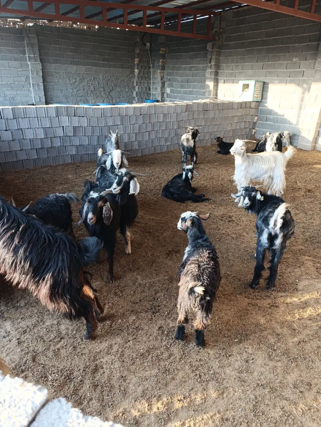 بز جوان شکم اول آبستن سر زا|حیوانات مزرعه|مرودشت, علیآباد|دیوار