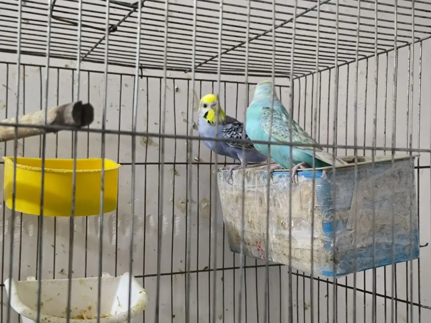 جفت مرغ عشق رینبو مولد|پرنده|بندر ماهشهر, |دیوار