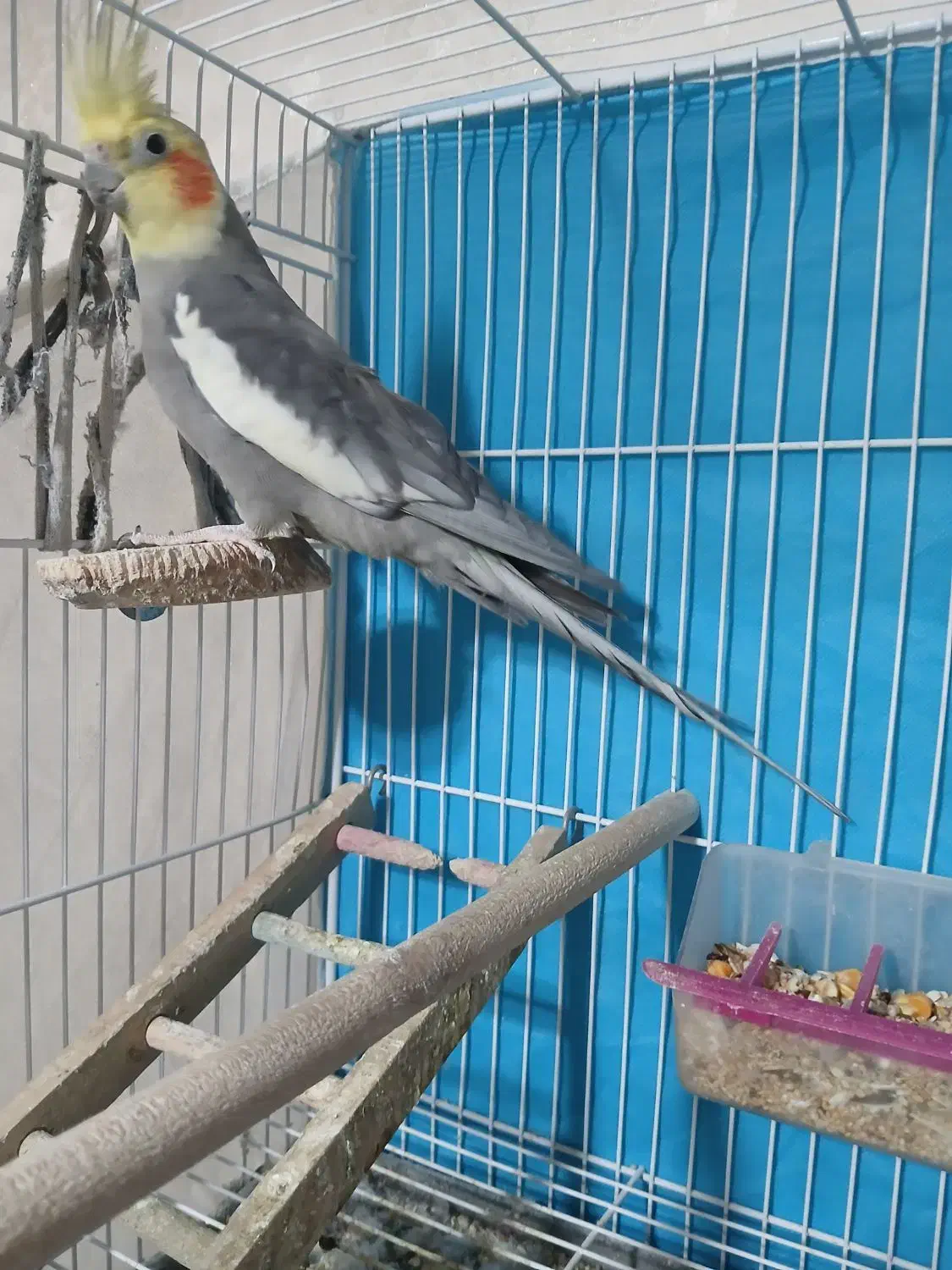 یک جفت عروس هلندی|پرنده|مشهد, شهید معقول|دیوار