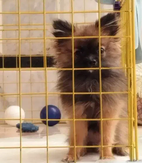 واگذاری یگ پامر|سگ|سراوان, |دیوار