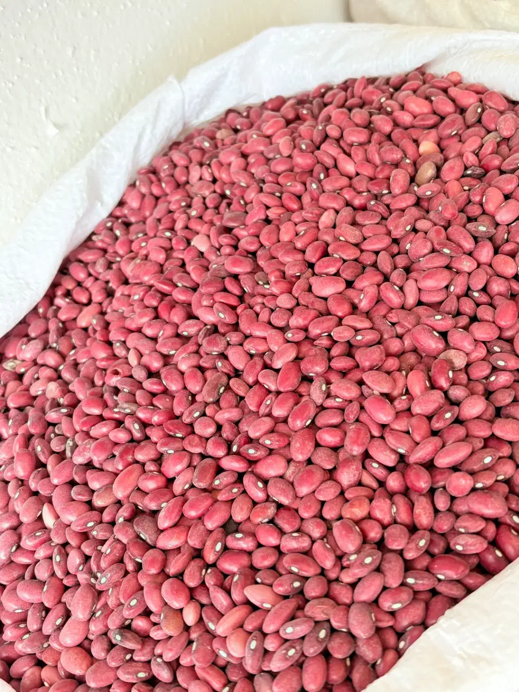 لوبیا|خوردنی و آشامیدنی|مرودشت, ژیان|دیوار