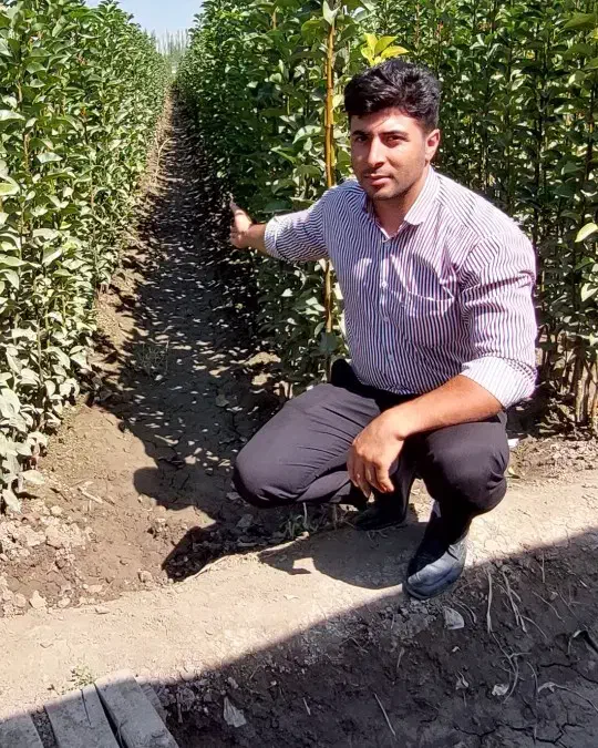 فروش نهال بادام سردسیری مستقیم از نهالستان|گل و گیاه طبیعی|بکتاش, |دیوار