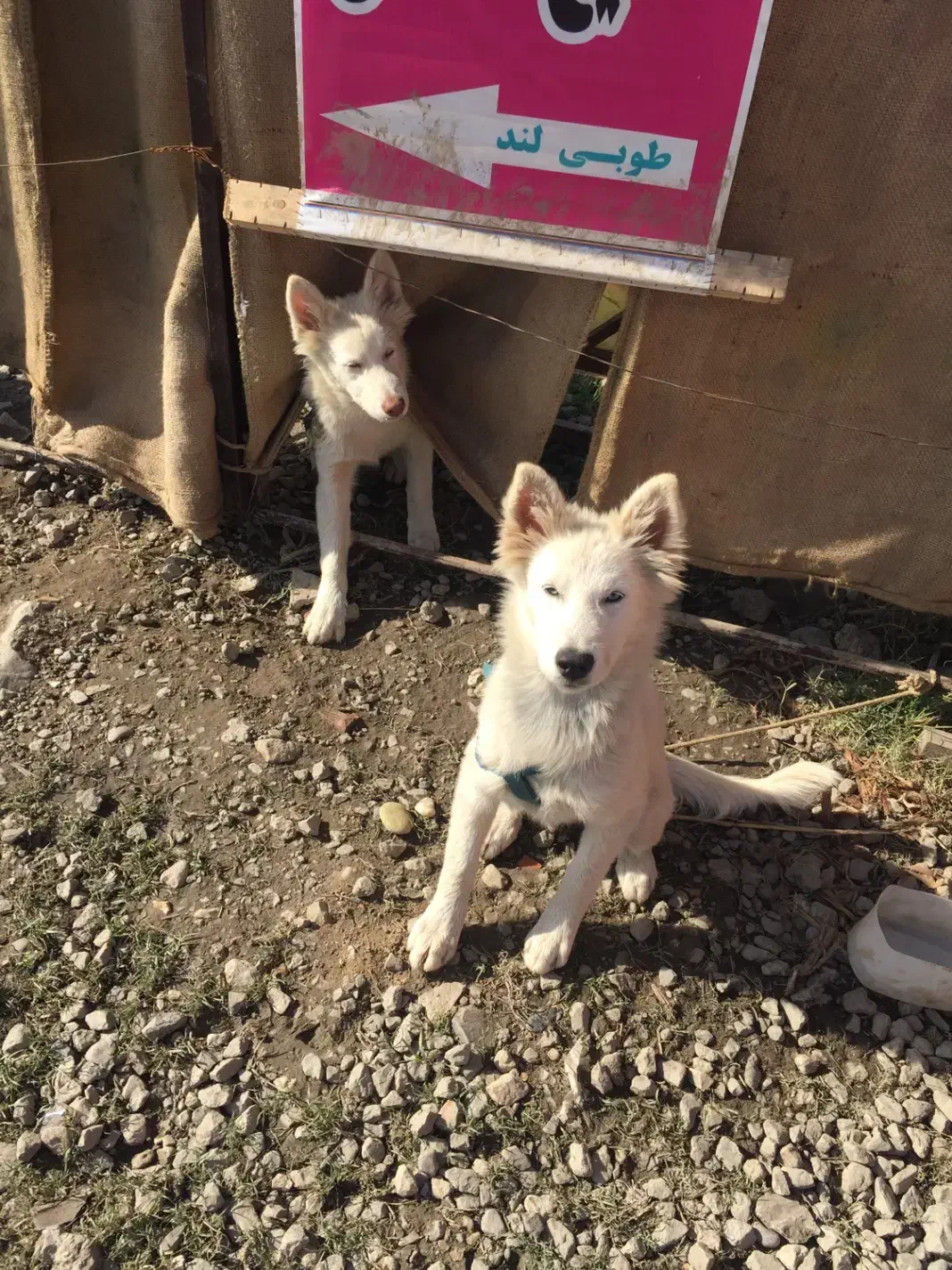 سگ هاسکی|سگ|ایزدشهر, |دیوار