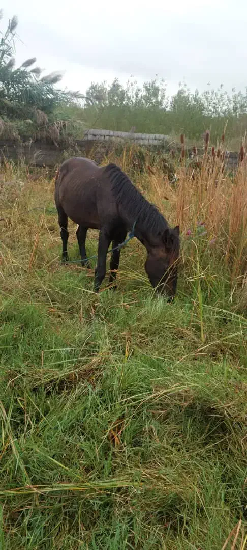 اسب خرمایی|اسب و تجهیزات اسبسواری|رشت, حومه رشت|دیوار