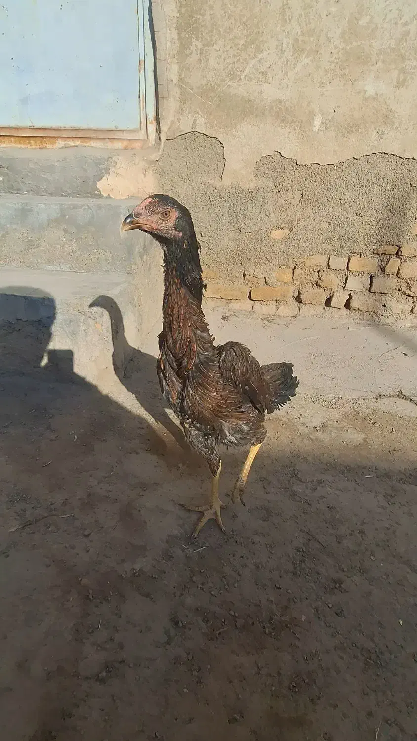 مرغ اوشامو|حیوانات مزرعه|قرچک, فردیس|دیوار