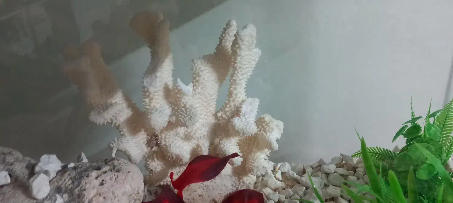 آکواریوم شرکتی وخانگی|ماهی|مشهد, رستگار|دیوار