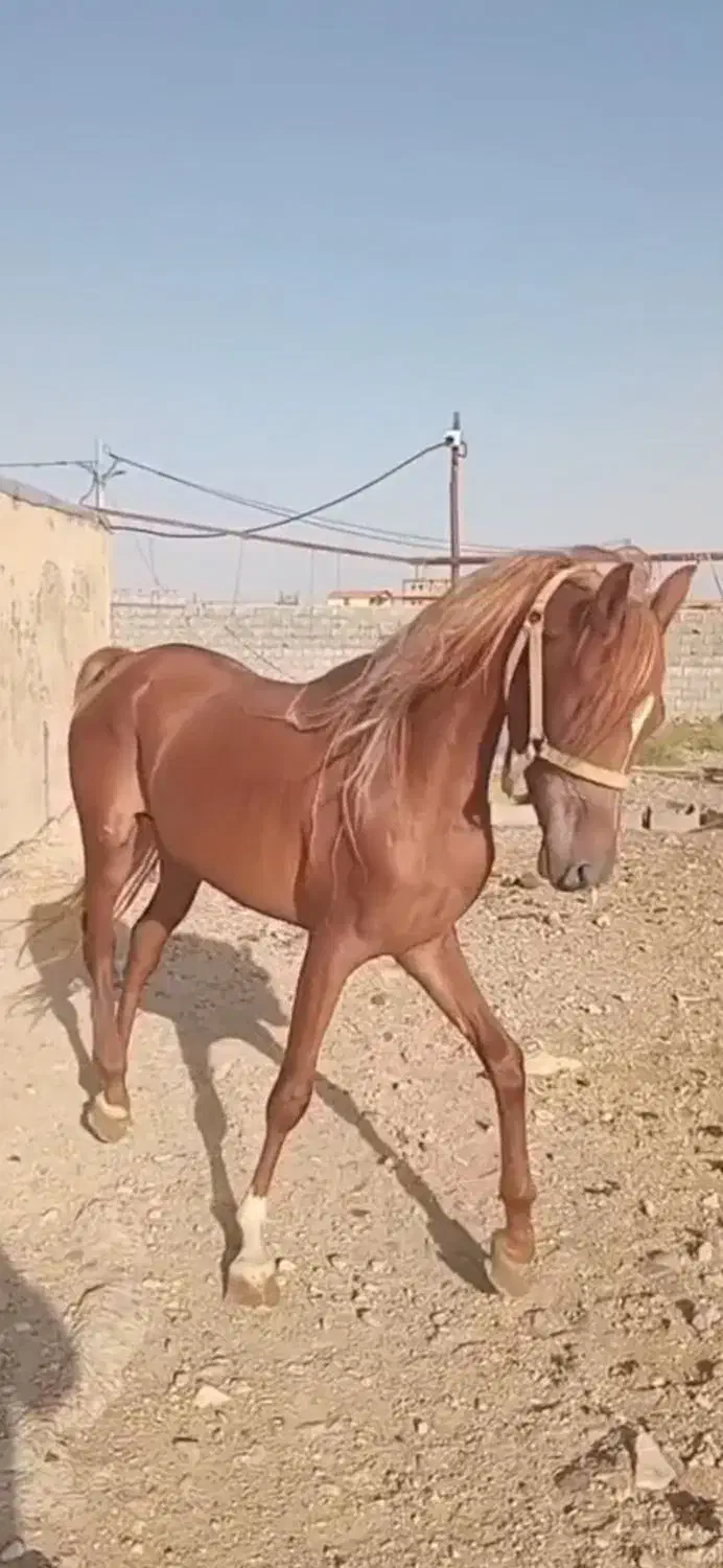 اسب نژاددار چستر، ۳ ساله، با برگه فدراسیون|اسب و تجهیزات اسب‌سواری|قم, انسجام|دیوار