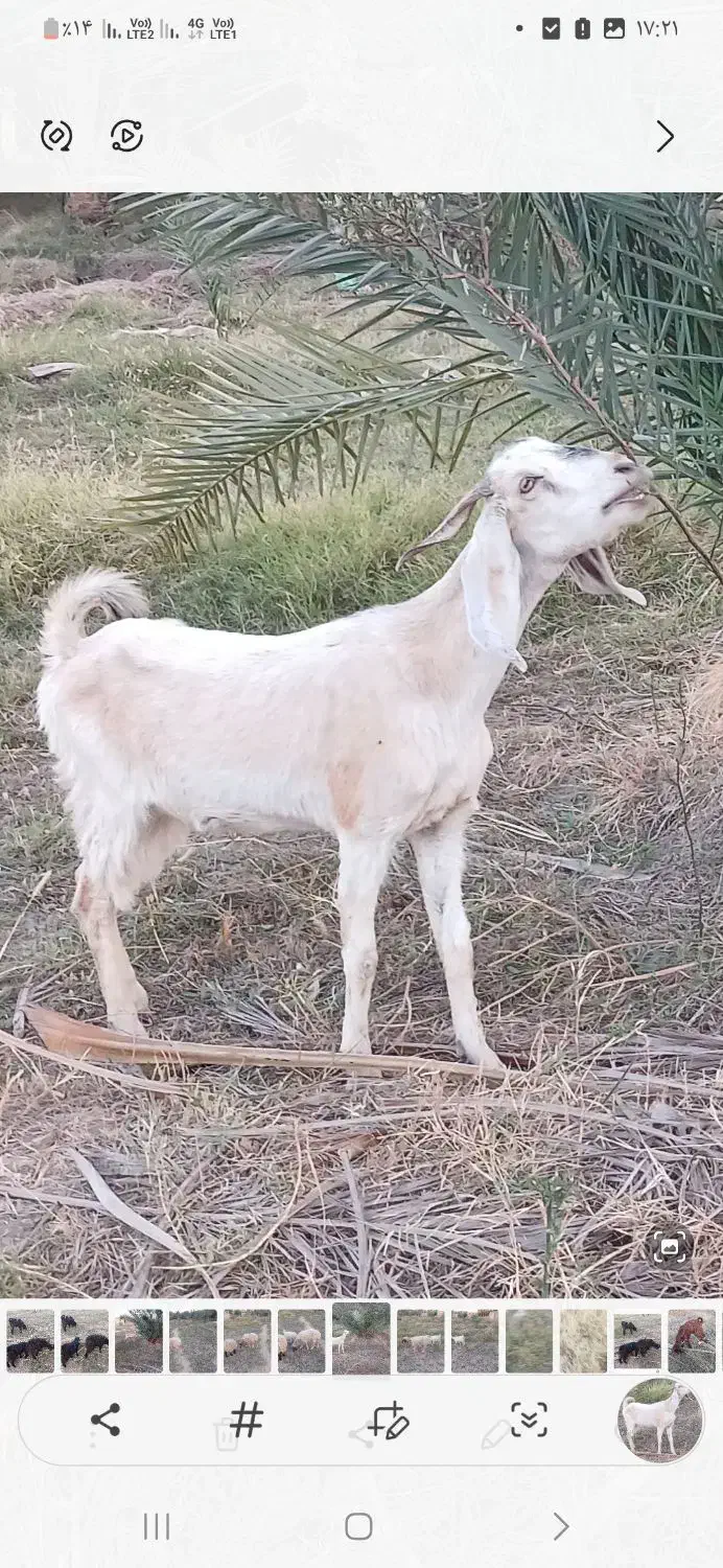 بز گیسه داشت|حیوانات مزرعه|جیرفت, |دیوار