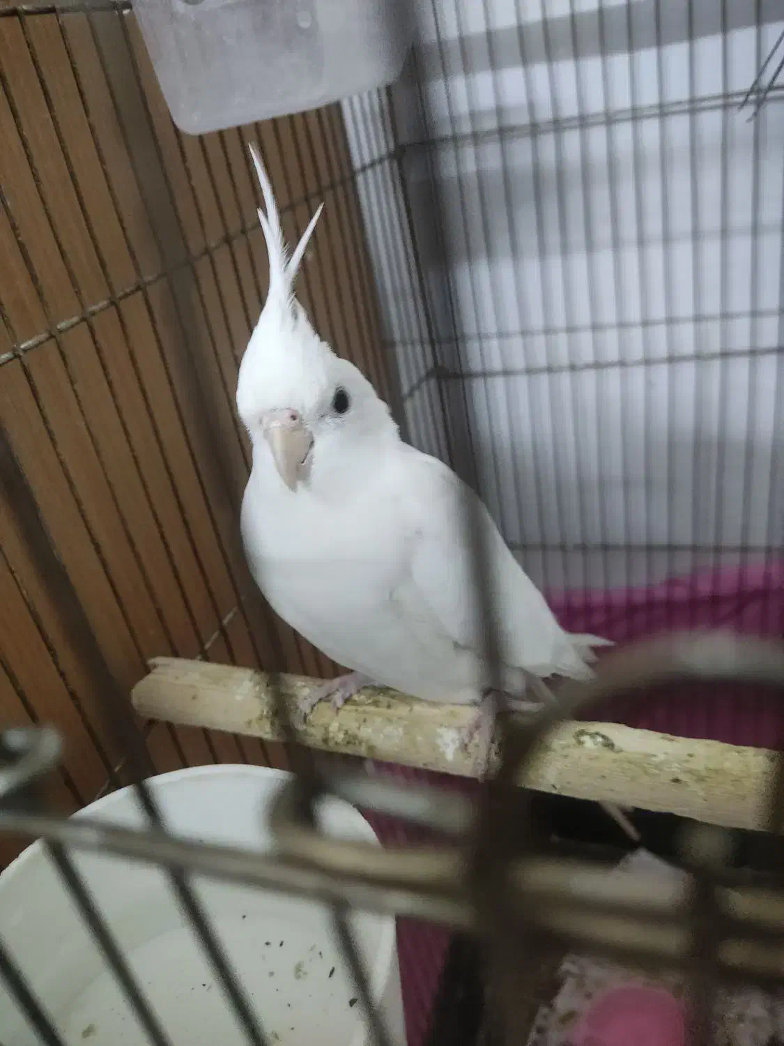 عروس هلندی نر|پرنده|قزوین, |دیوار