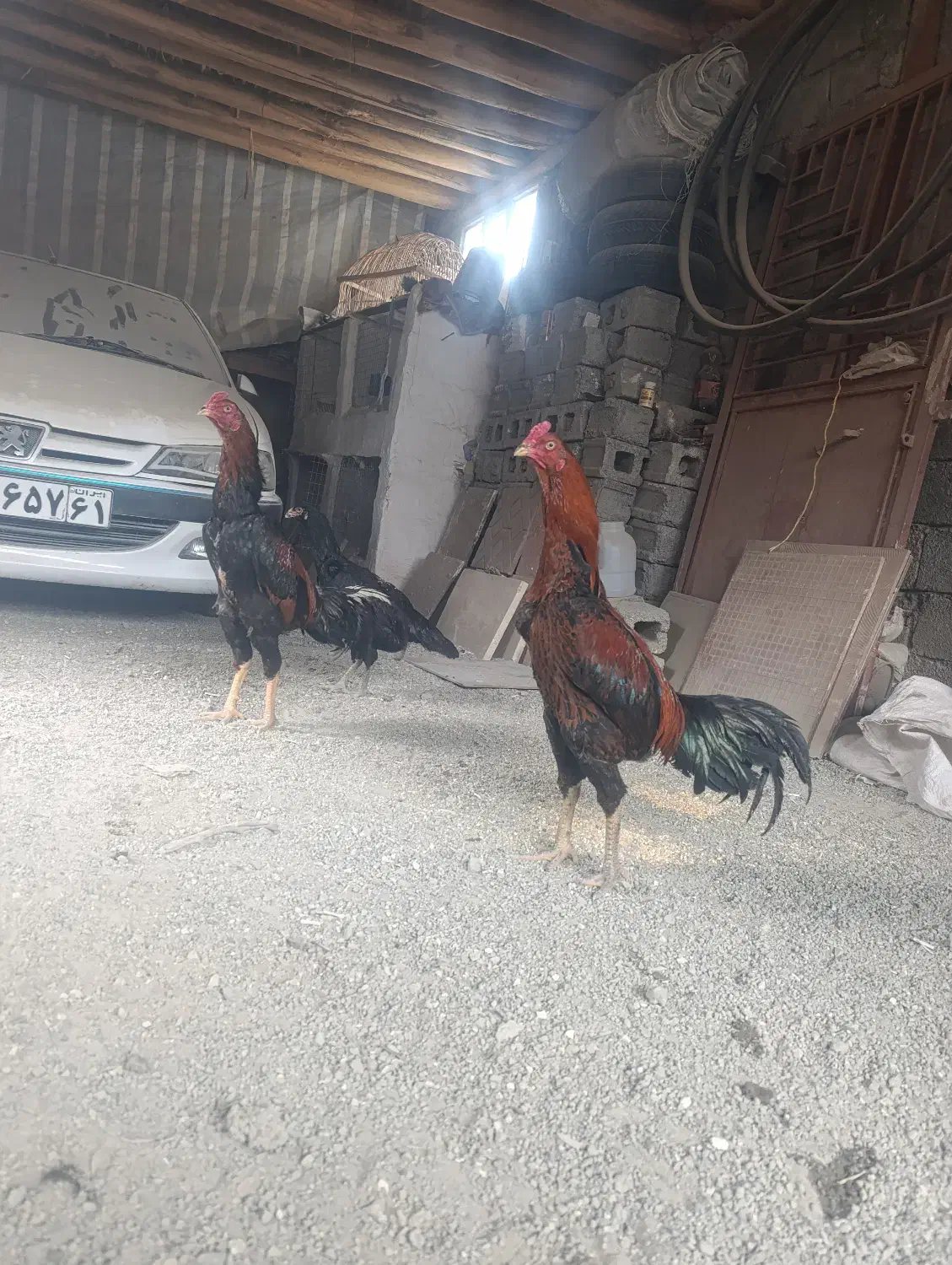 خروس|حیوانات مزرعه|سروآباد, |دیوار