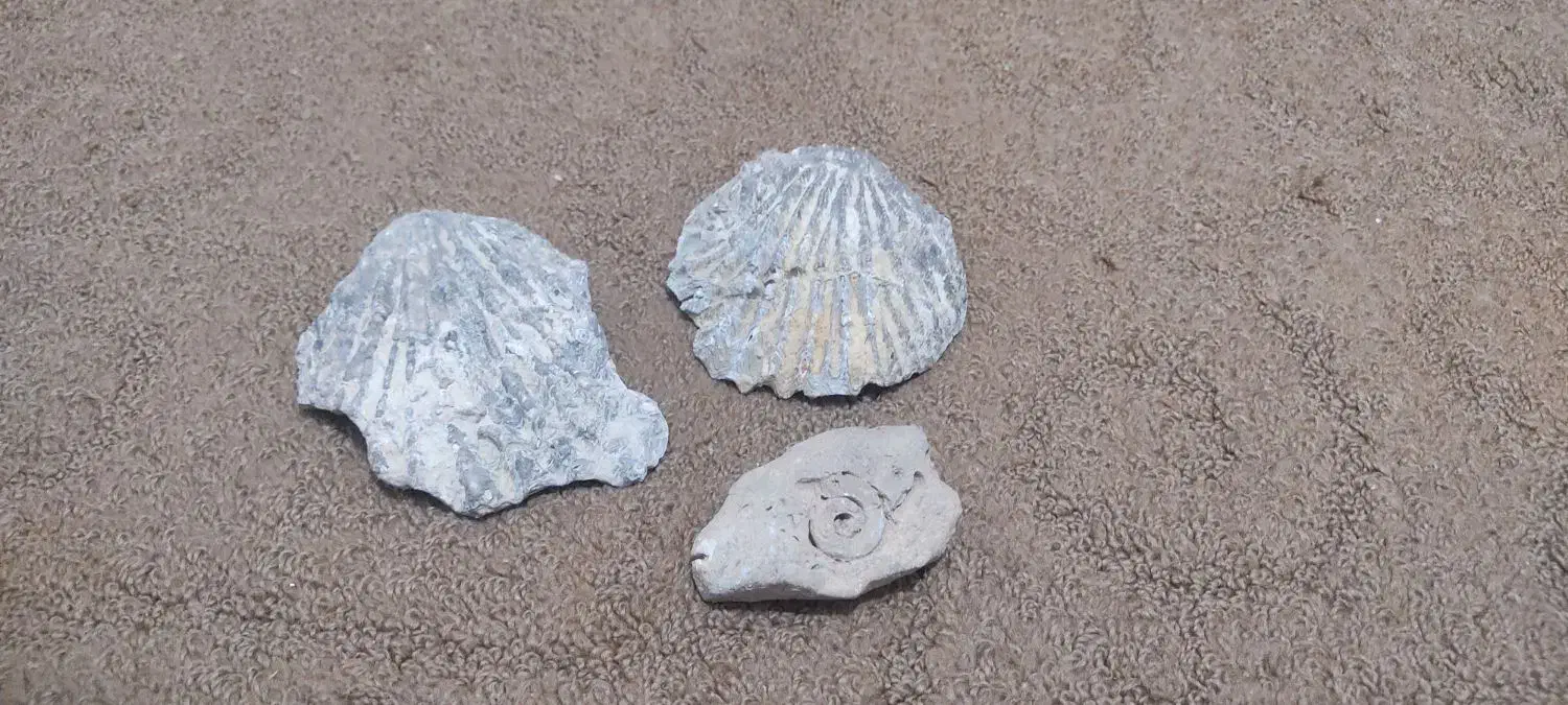 سنگ فسیل|کلکسیون اشیاء عتیقه|ایلام, |دیوار