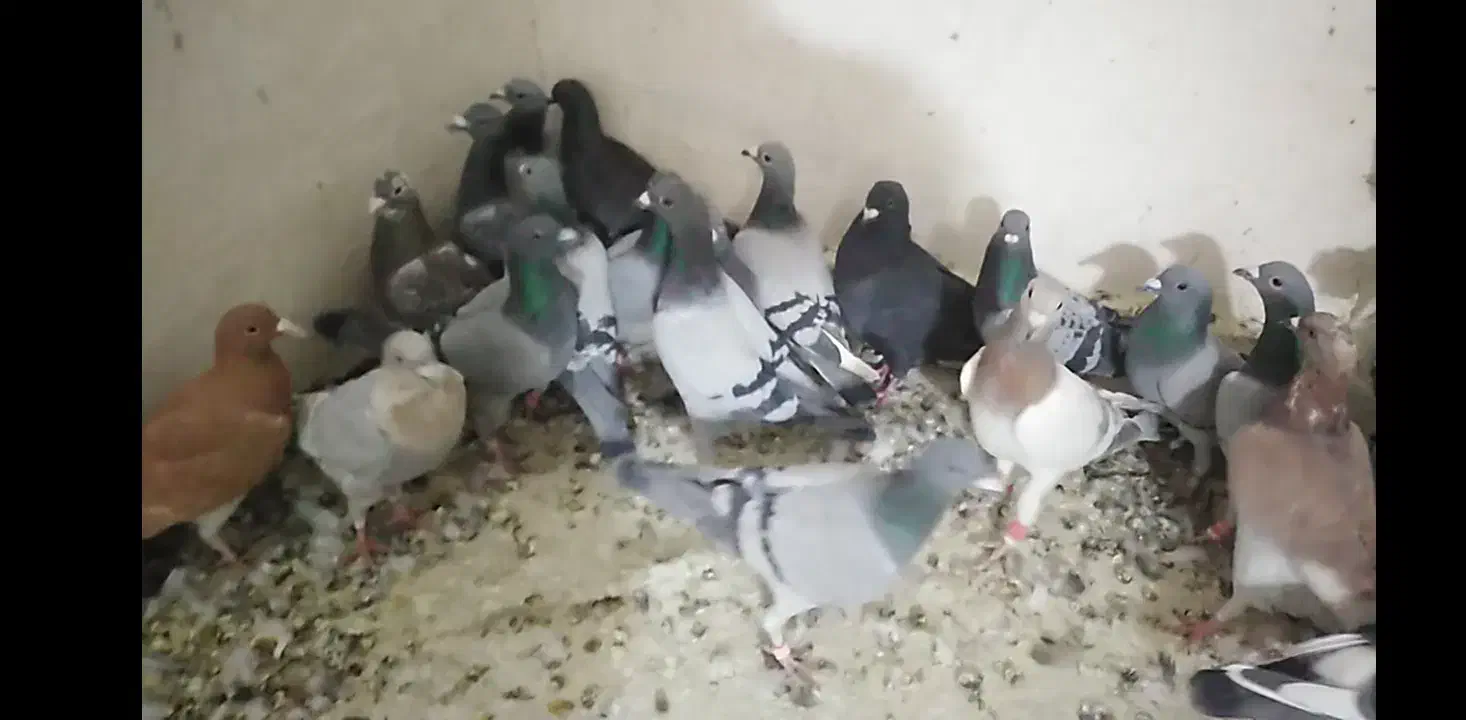 کفتر پلاکی|پرنده|شیراز, سعدیه شمالی|دیوار