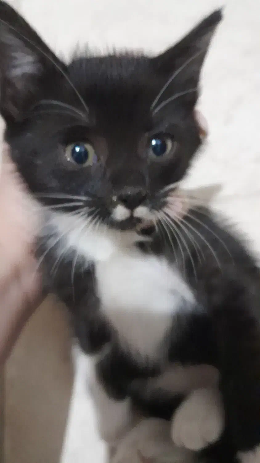 بچه گربه|گربه|رودسر, |دیوار