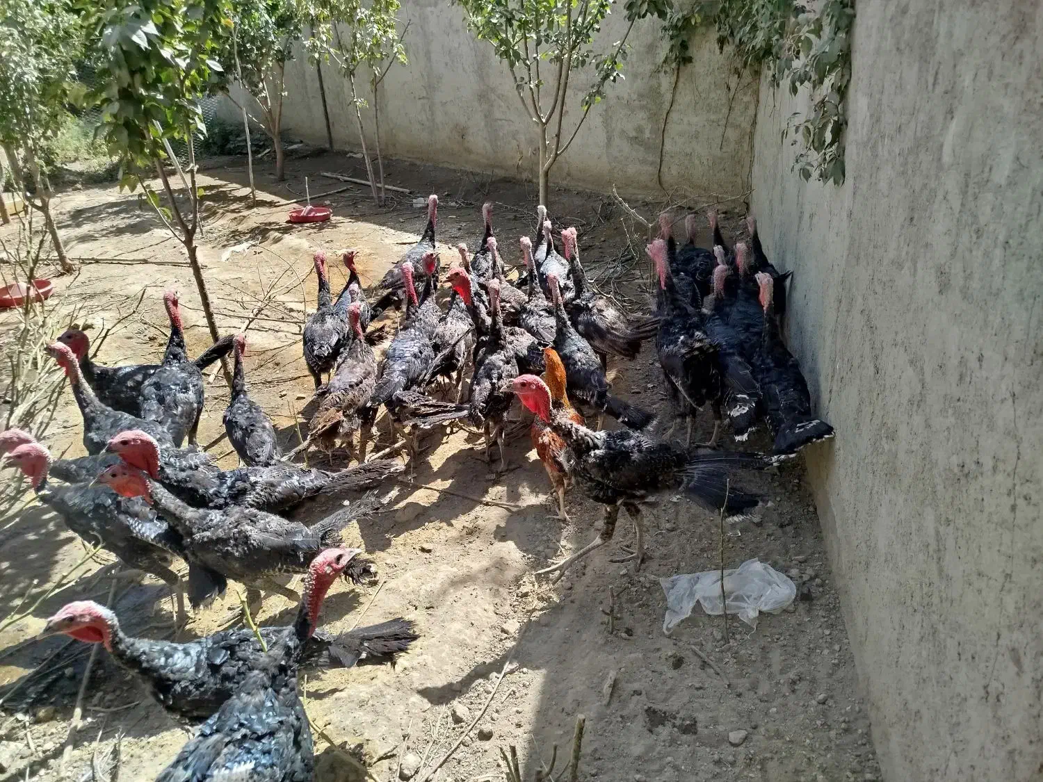 فروشی|حیوانات مزرعه|همدان, |دیوار