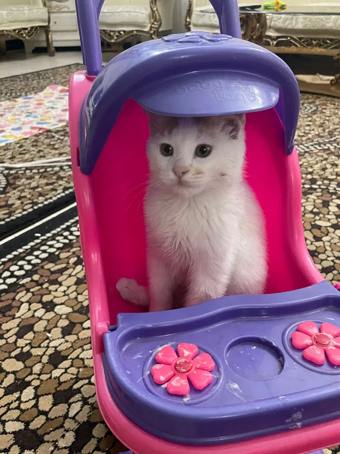 واگذاری گربه نر|گربه|ارومیه, |دیوار