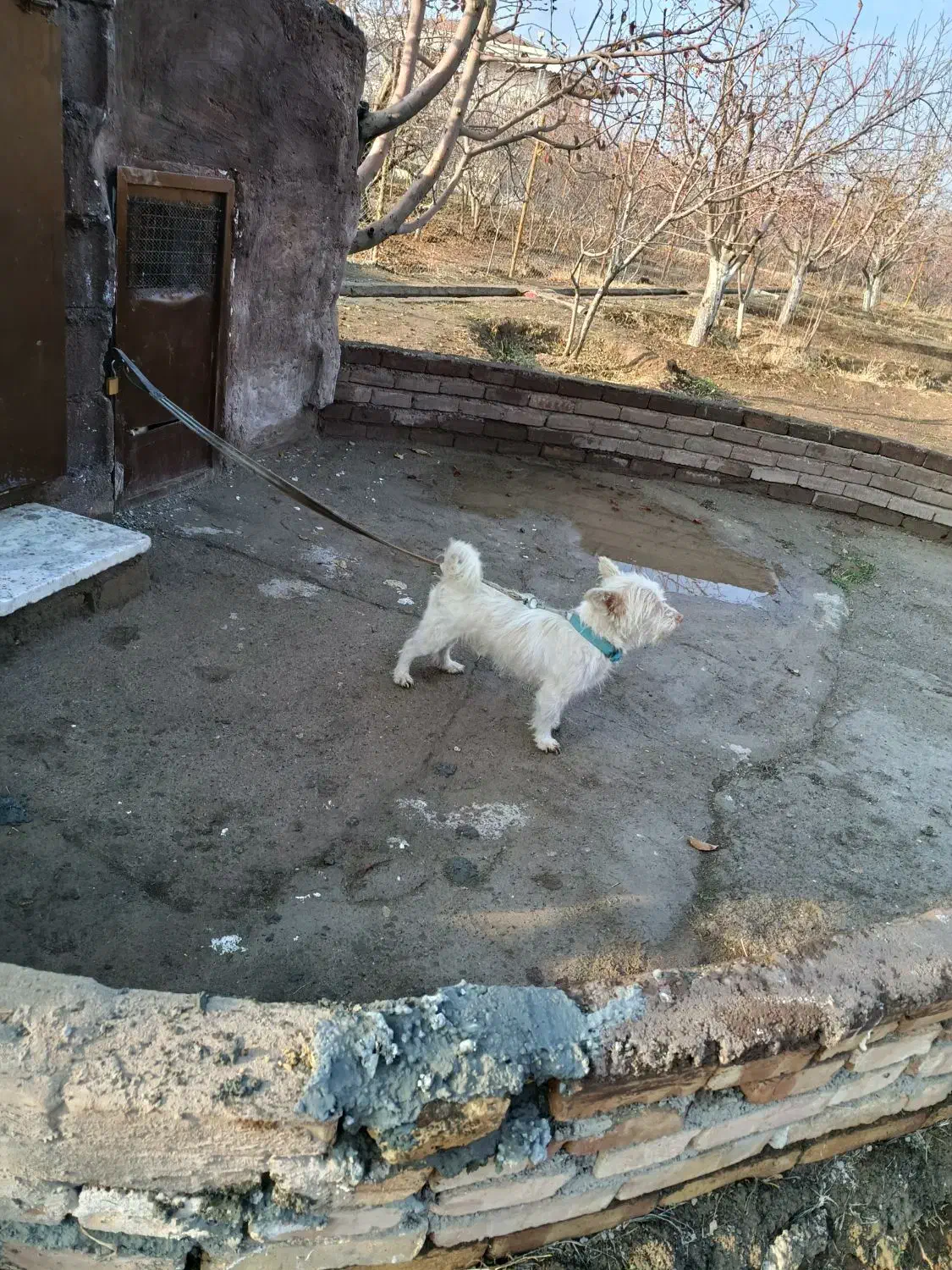 واگذاری پاکوتاه روباهی|سگ|تبریز, |دیوار