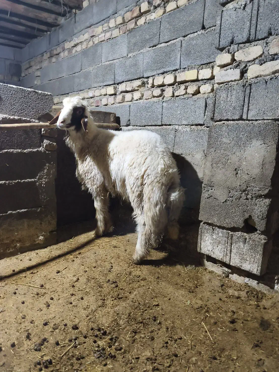 بره قوچ سنجابی|حیوانات مزرعه|کرمانشاه, |دیوار