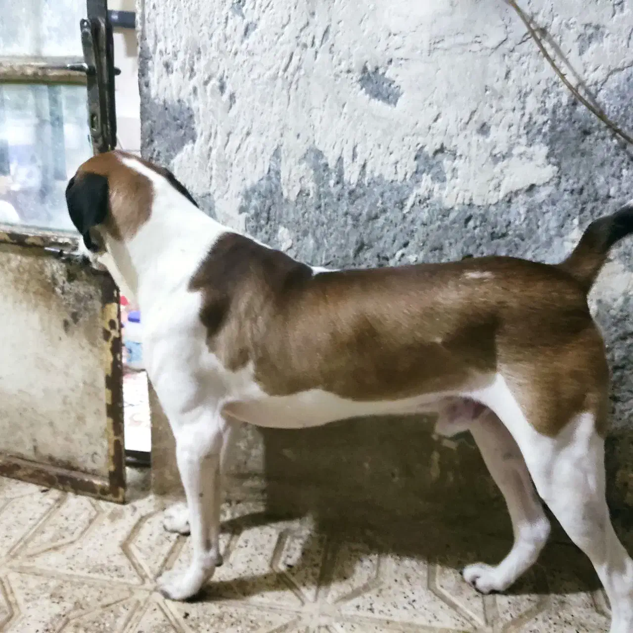 مهربون و تک شناس|سگ|مشهد, نوده|دیوار