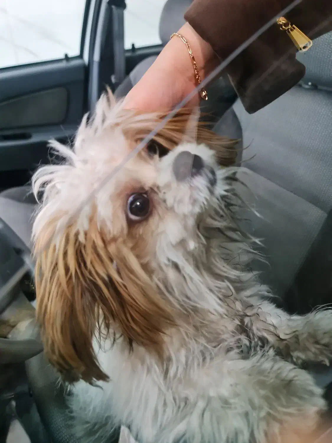 سگ پیدا شده|حیوانات|تبریز, |دیوار