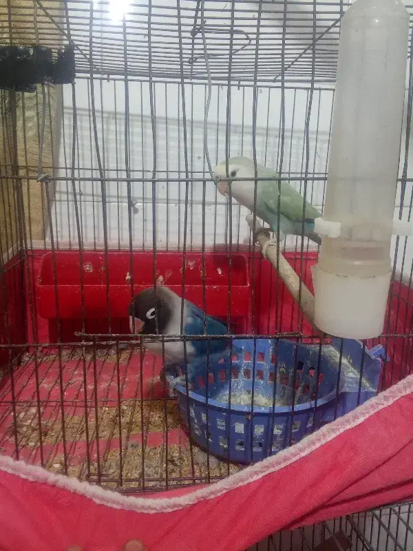 طوطی برزیلی یک جفت|پرنده|بندر امام خمینی, |دیوار