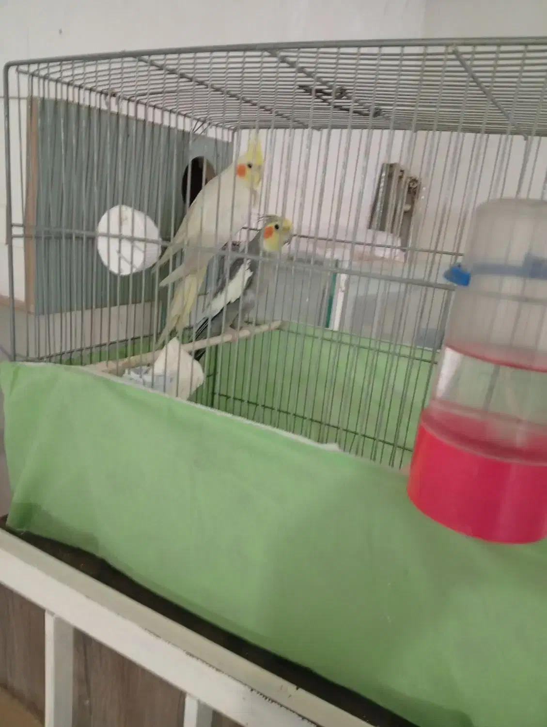 عروس|پرنده|قم, شهرک مهدیه (مدرس)|دیوار