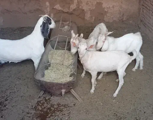بز پاکستانی و سانا|حیوانات مزرعه|یزد, |دیوار