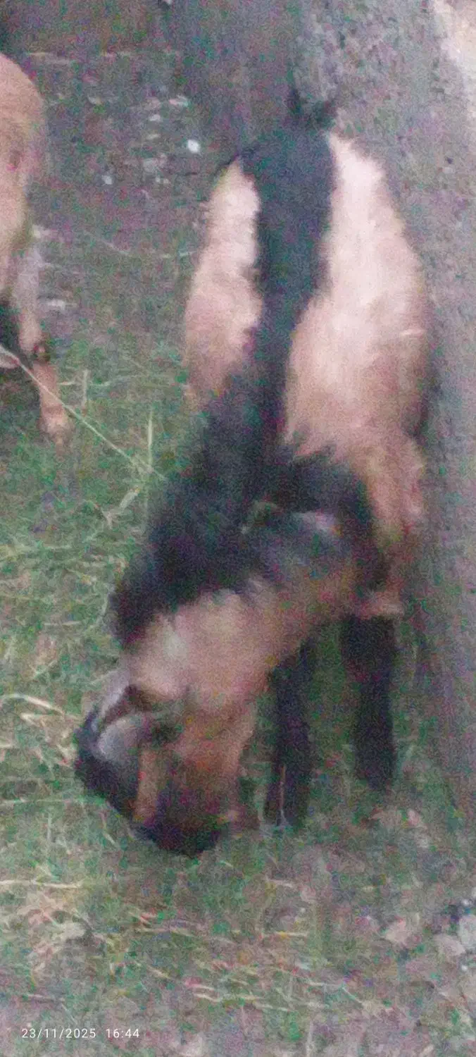 نری پاکستانی بزرگ|حیوانات مزرعه|بم, |دیوار