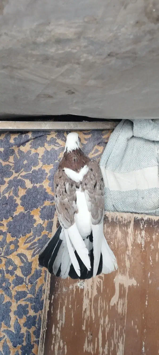 کبوتر پرشی|پرنده|مشکین‌دشت, |دیوار