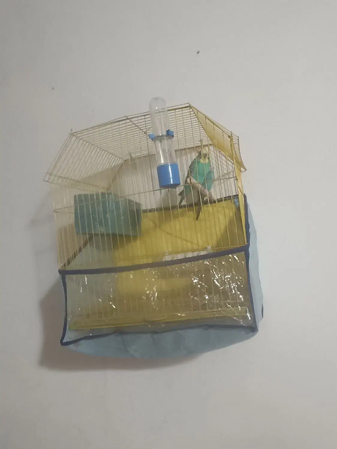 مرغ عشق|پرنده|خورموج, |دیوار