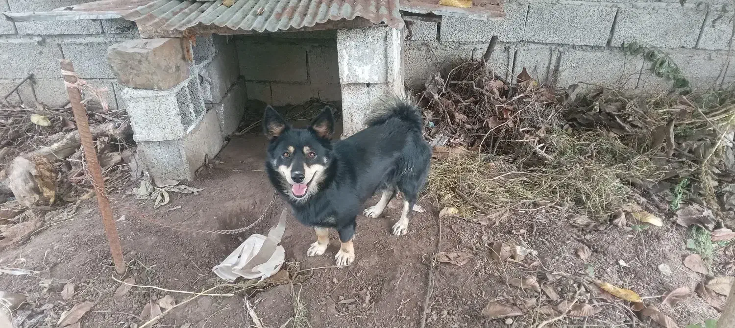 سگ پا کوتا|سگ|رشت, باهنر|دیوار