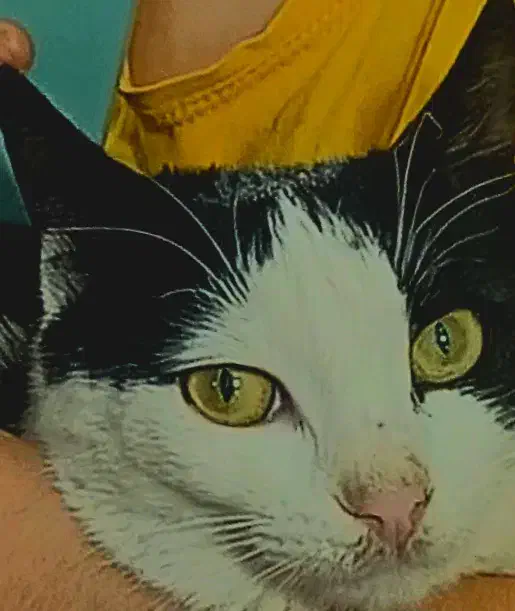 گربه|گربه|قزوین, |دیوار