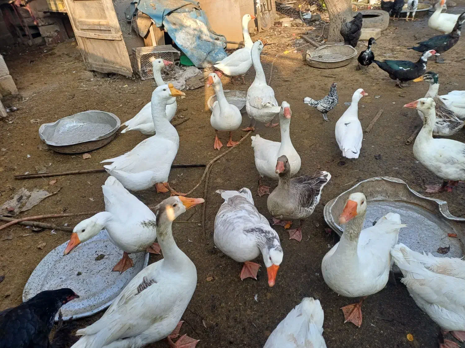 فروش غازواردک وقوغاز|حیوانات مزرعه|پیربازار, |دیوار