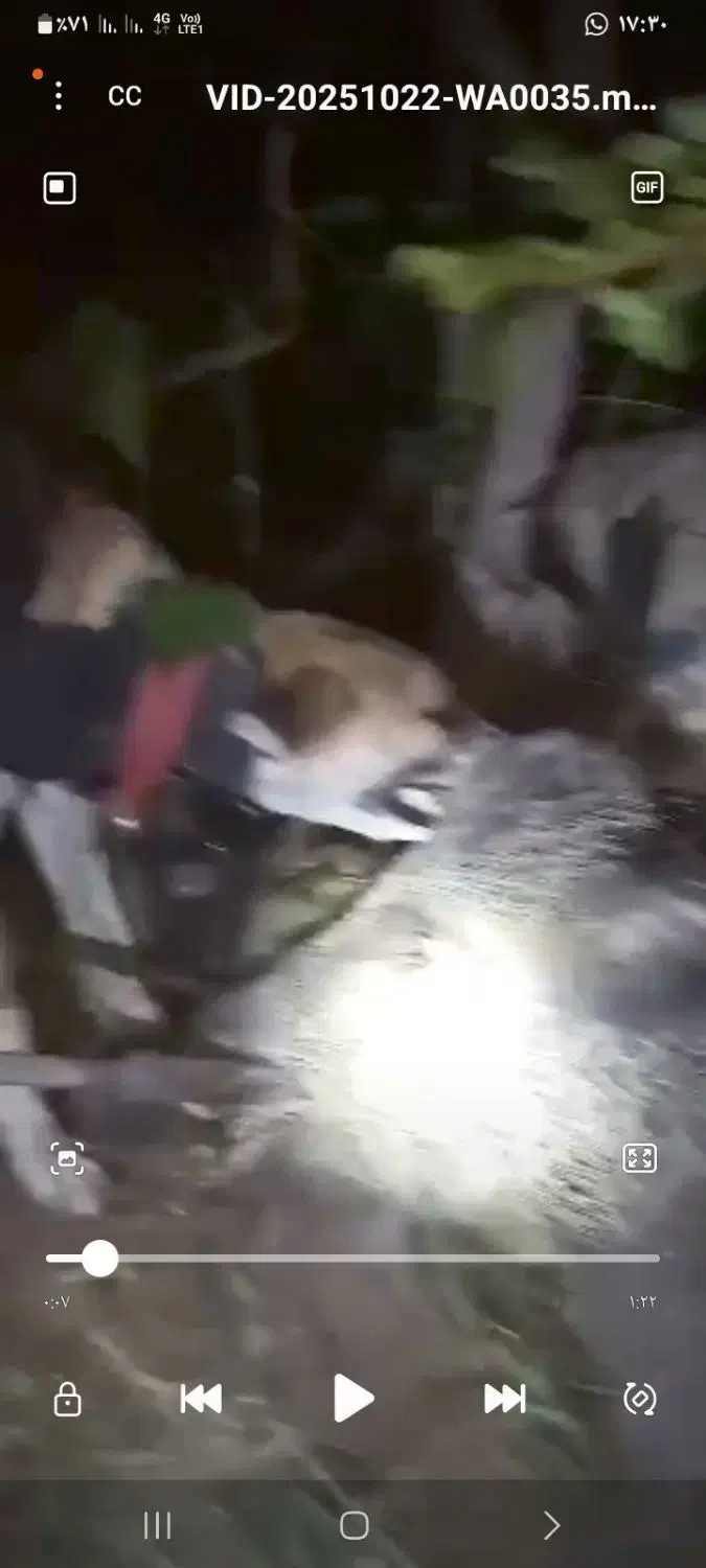 فروش سگ شکاری سیخوره قیمت جفت ۱۷|سگ|بستک, |دیوار