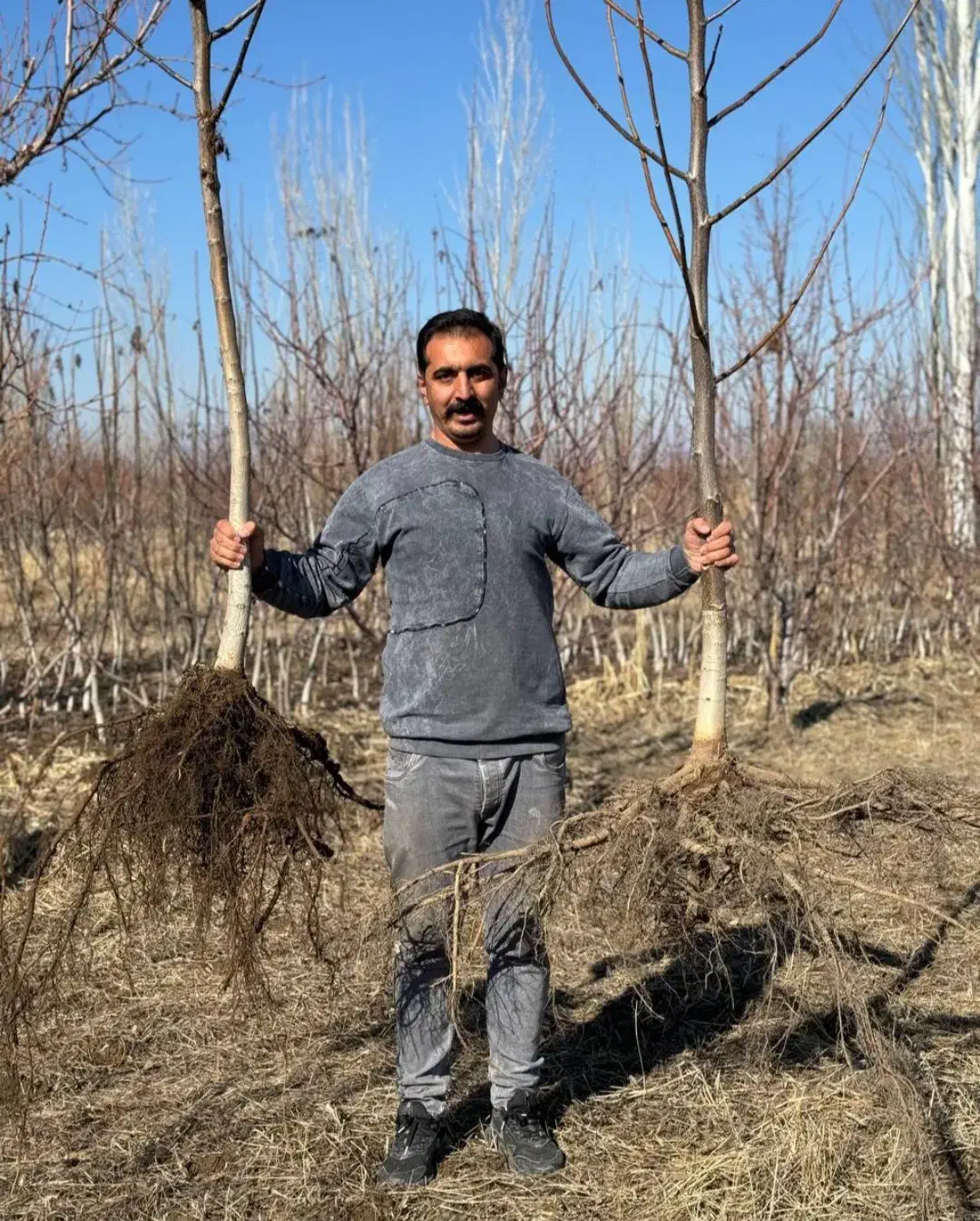 نهال گردو پربار و خوشه ای|خدمات باغبانی و درختکاری|خلخال, |دیوار