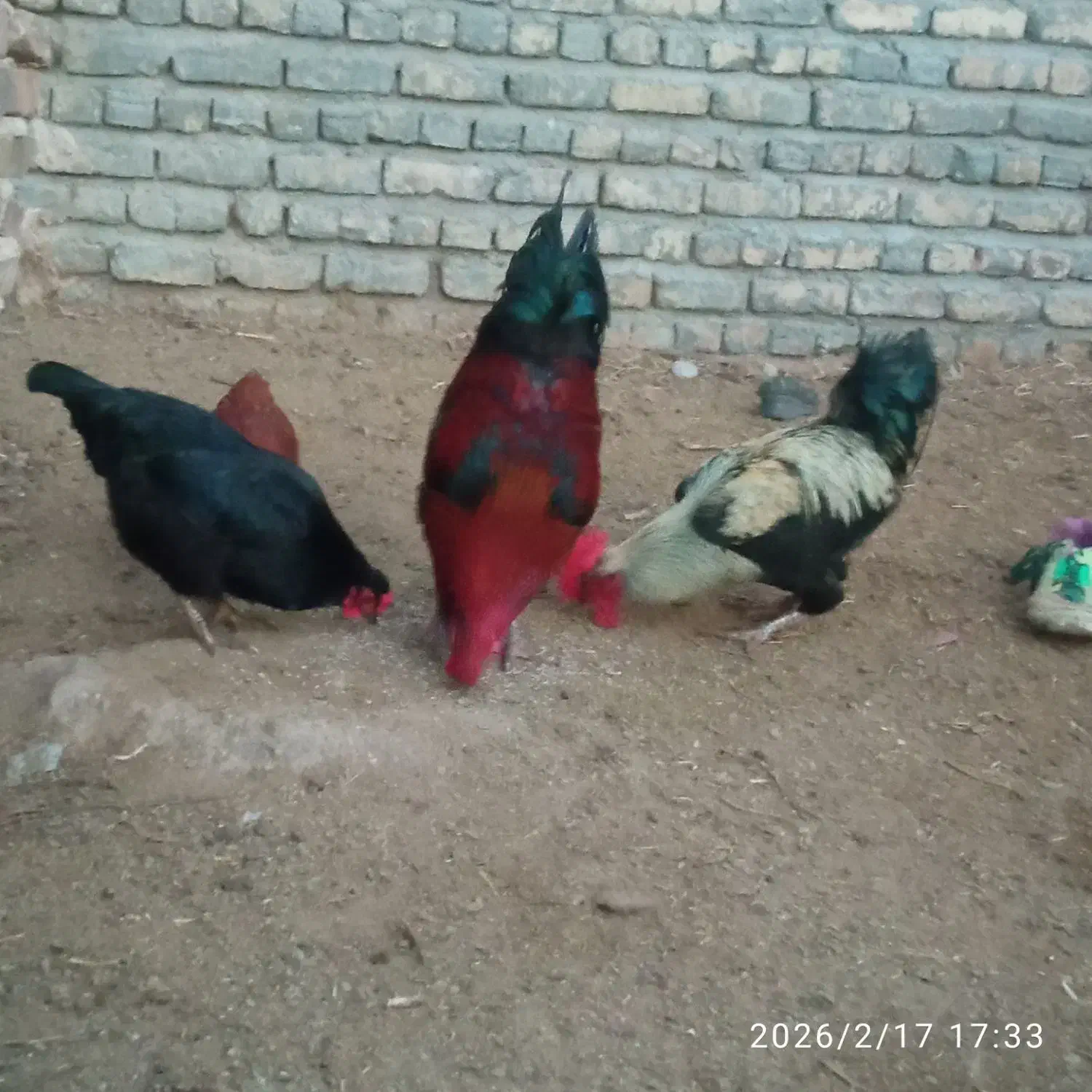 خروس محلی|حیوانات مزرعه|طاغنکوه, |دیوار