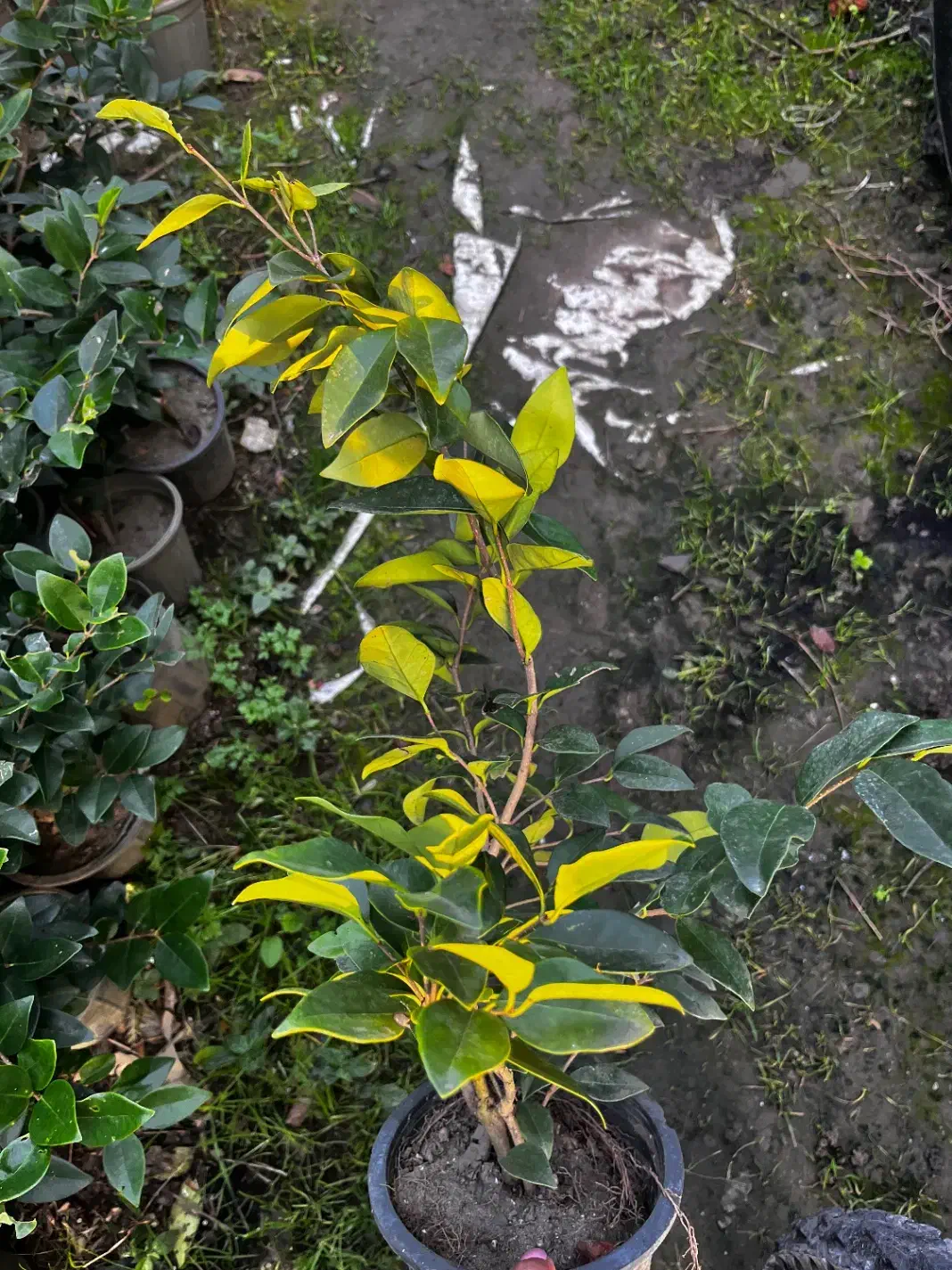 گل یاس و شمشاد|گل و گیاه طبیعی|رامسر, |دیوار