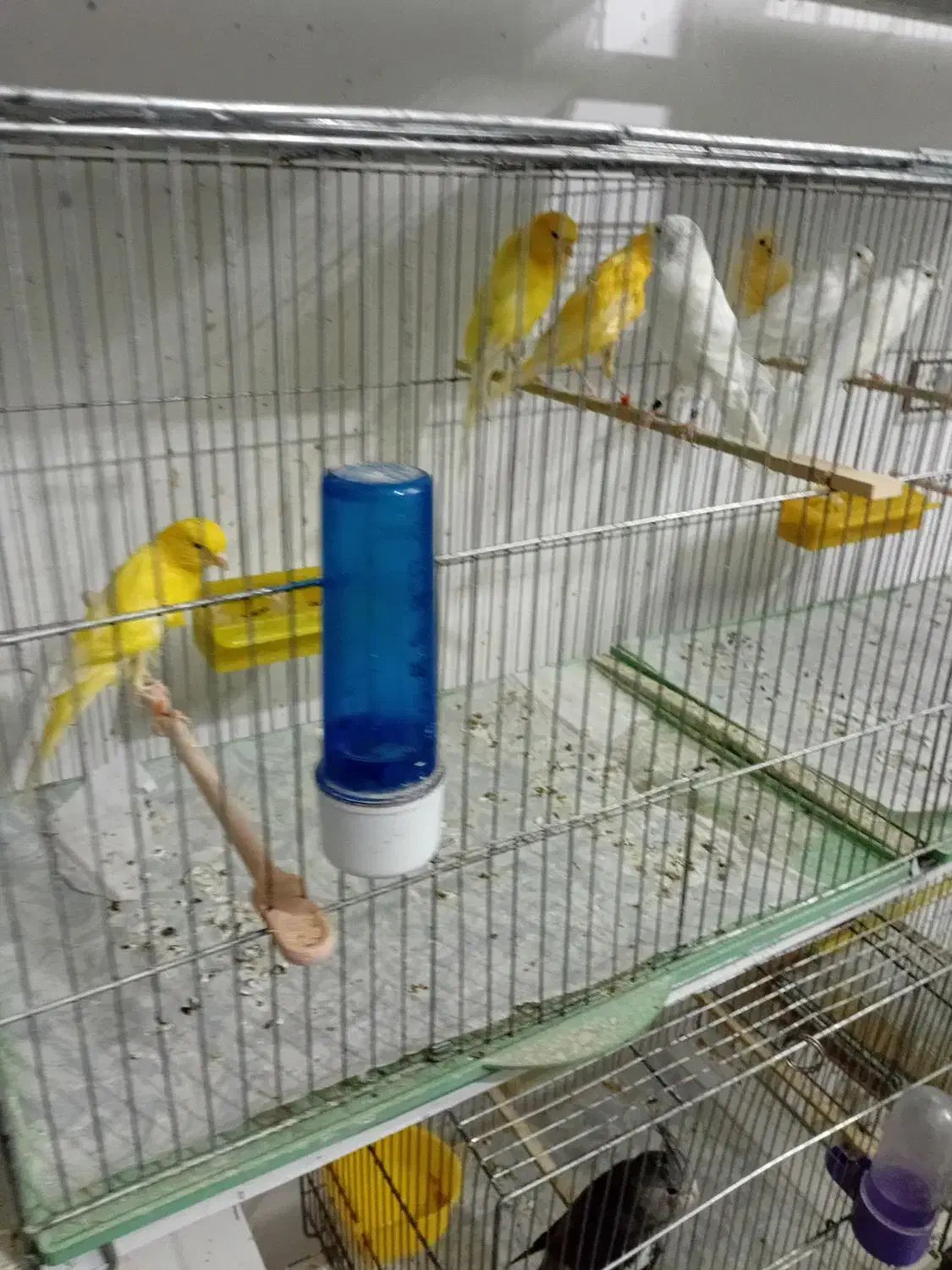 پرنده. قناری رسمی بلند و معمولی|پرنده|رفسنجان, |دیوار